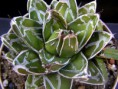 /album/fotogaleria-rod-agave/agave-victoriae-reginae-f-minima-2-jpg/